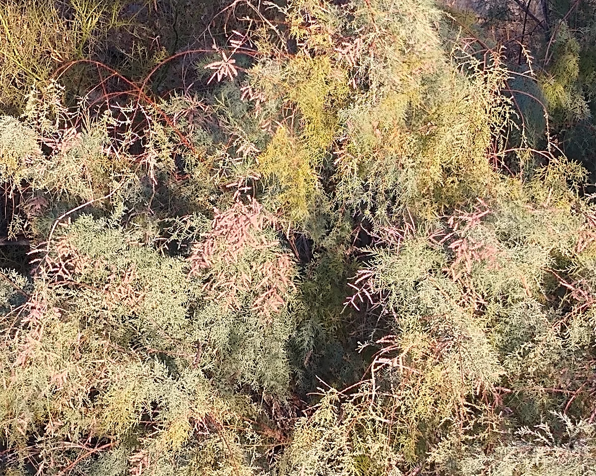 Los Cabos Removes Invasive Salt Cedar at Ocho Cascadas Beach - Baja ...
